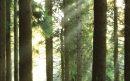 Tall Trees