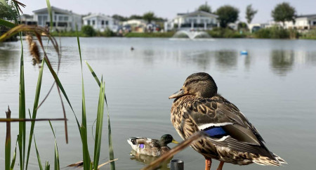 Patrington Haven Leisure Park 6