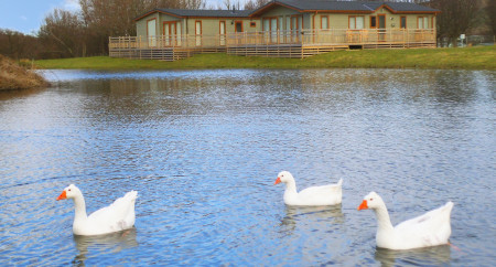 Riverside Leisure Park lake swans
